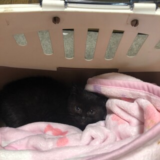 大至急!!子猫貰ってください!!!