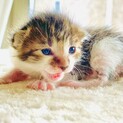 生後３週間弱の子猫の里親さん募集‼️