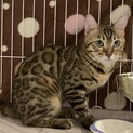 家族が出来ました♡1歳7ヶ月♀【もんじゃやき】