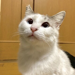 人が大好きチャームポイントは寄り目なラムちゃん❤️