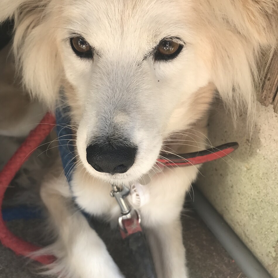 ことらのカバー写真