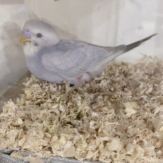 生後1ヶ月程のセキセイインコ　［一時中断］