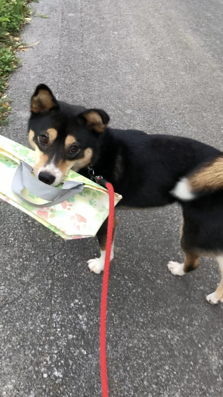 おてんばで 人懐っこい女 沖縄県 犬の里親募集 ペットのおうち 月間利用者150万人