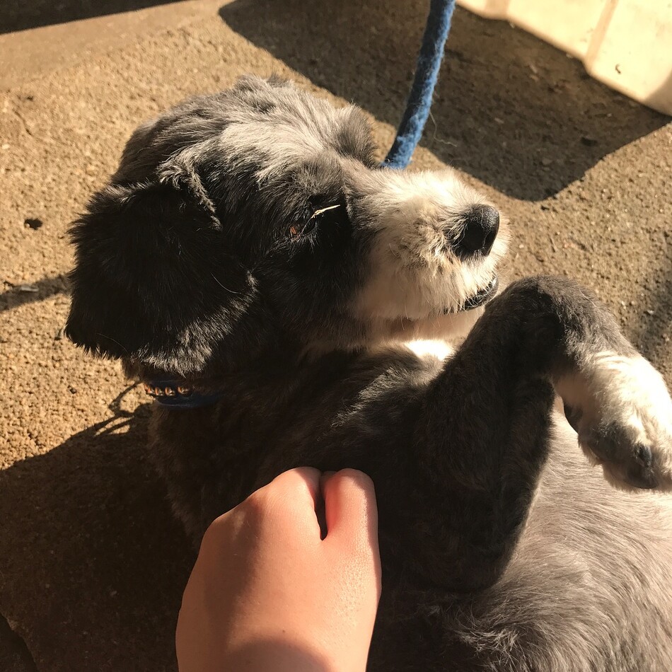 メルのカバー写真