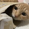 ヤマリ
