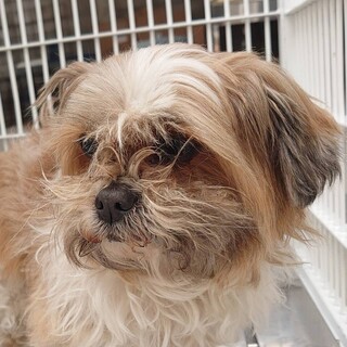 応募多数一旦停止【助けてください】ビビリのシーズー