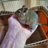 デグー子供1匹の募集です サムネイル3