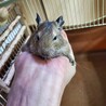 デグー子供1匹の募集です サムネイル4