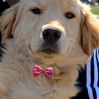 20-M263 可愛いゴールデン仔犬