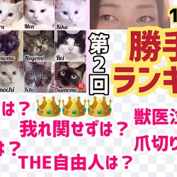 第2回 猫ランキング