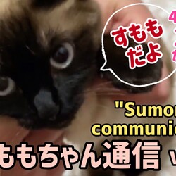 すももちゃん通信②