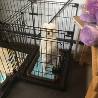ロゼ