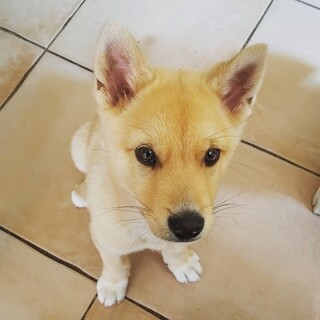 ３ヶ月の穏やかな男の子です