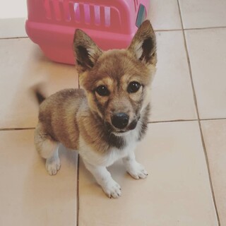 ３ヶ月の明るい可愛い女の子です