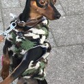 ミニピン  ブラックタン
