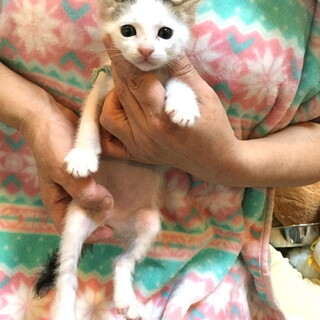 甘えん坊のやんちゃ男子　ももたろう