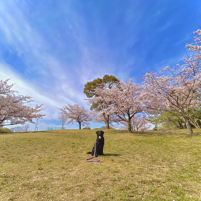 merrowのカバー写真