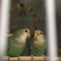 コザクラインコ