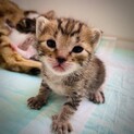 生後３週間弱の子猫の里親さん募集‼️