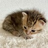 生後３週間弱の子猫の里親さん募集‼️ サムネイル2