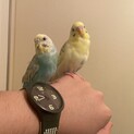 セキセイインコ2羽