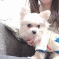 ポメラニアン♀応募多数の為締め切らせて頂きます。