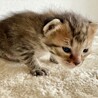 生後３週間弱の子猫の里親さん募集‼️ サムネイル3