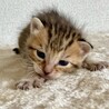 生後３週間弱の子猫の里親さん募集‼️ サムネイル4