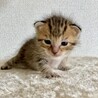生後３週間弱の子猫の里親さん募集‼️ サムネイル5