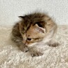 生後３週間弱の子猫の里親さん募集‼️ サムネイル6