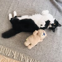 しじみ