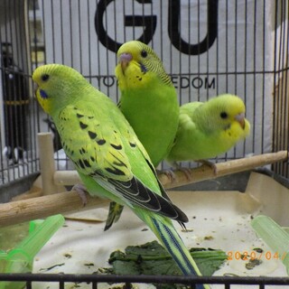 セキセイインコ　手乗りです