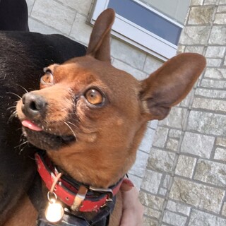 ミニピン  レッド