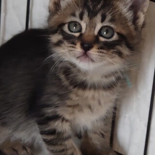 おっとりのんびりなシュルツ君