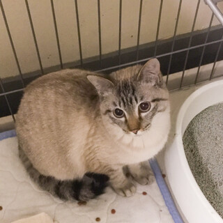 人馴れゴロスリ★サバトラ男子中島君