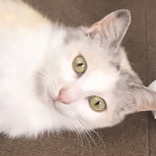 人馴れ綺麗なパステル三毛女子☆ももちゃん