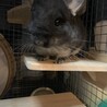 たけちょび