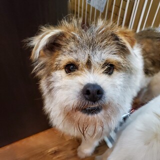 この子を助けてください。