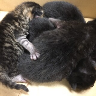 生まれたばかりの子猫です！
