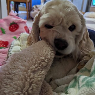 コッカーのゆうなちゃん家族に迎えてください。