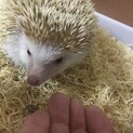ハリネズミ♀5ヶ月の里親募集です