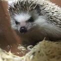 【一旦終了】1歳4ヶ月のハリネズミ♂