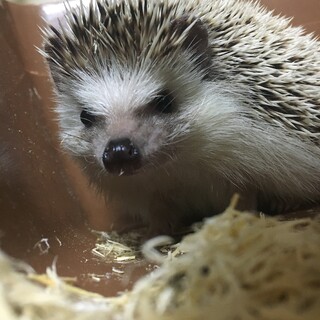 【一旦終了】1歳4ヶ月のハリネズミ♂