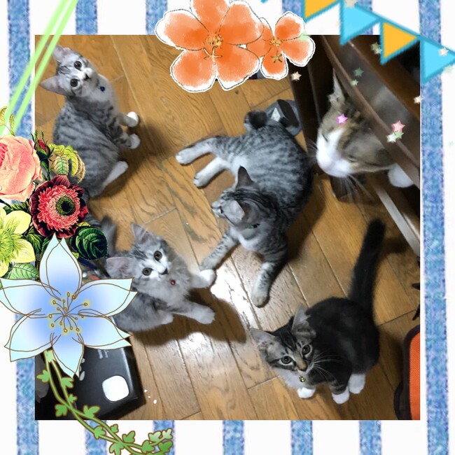 ねこのまどのカバー写真