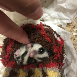 フクロモモンガの男の子