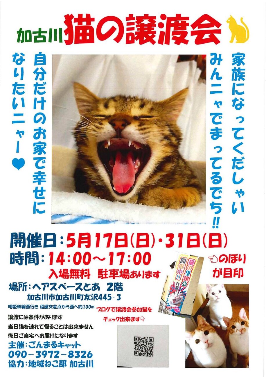 ん まる キャット ご