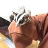 フクロモモンガの女の子！ サムネイル2