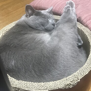 の写真