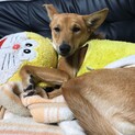 琉球犬MIX赤犬の多江ちゃん1歳半