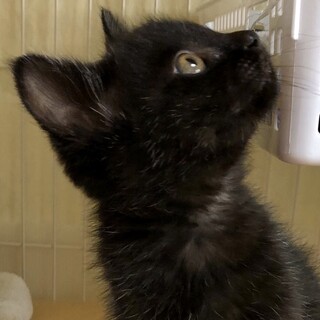 お申し込み多数の為募集を休止させて頂きます。